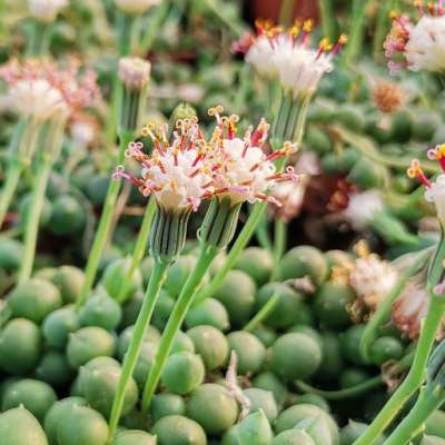 Senecio rowleyanus (Pianta del rosario) - Giromagi
